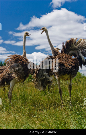 Two Ostrich on Ostrich Farm Ontario, Canada Stock Photo