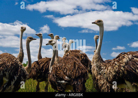 Flock of Ostrich on Ostrich Farm Ontario, Canada Stock Photo