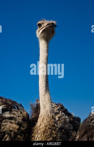 Ostrich Ontario, Canada Stock Photo