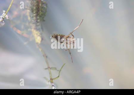 Common Backswimmer on surface of pond Stock Photo