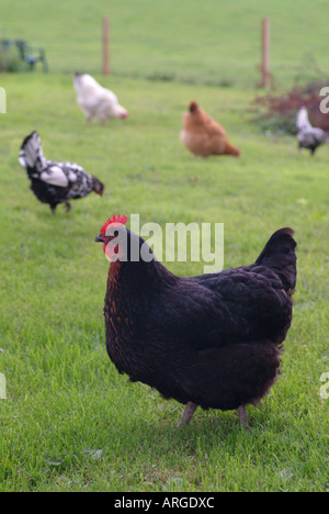 Free range chickens in a grass field, UK. Stock Photo