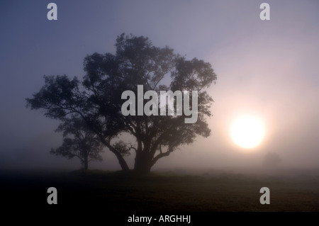 The rising sun silhouettes trees through mist and smoke from bush fires in Perth , Western Australia . Stock Photo