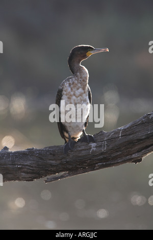 White-breasted cormorant (phalacrocorax carbo) South Africa Stock Photo