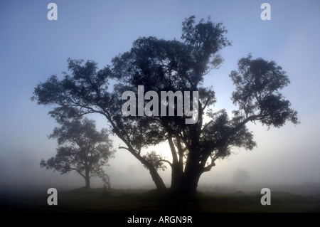 The rising sun silhouettes trees through mist and smoke from bush fires in Perth , Western Australia . Stock Photo