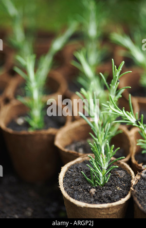 Plant Seedlings
