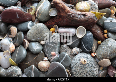 Pebbles and Shells on a Beach in Galloway, Scotland. Stock Photo