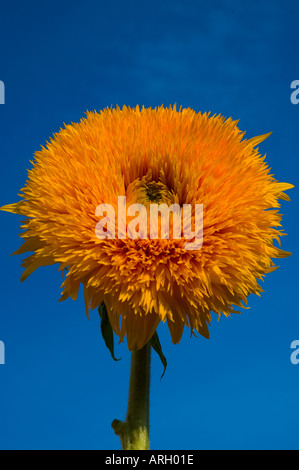 orange flower against deep blue sky gerbera Stock Photo