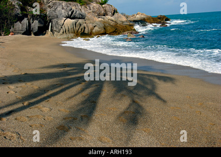 shadow of a palm tree falls on the sandy beach in the ko pang nan Thailand Stock Photo