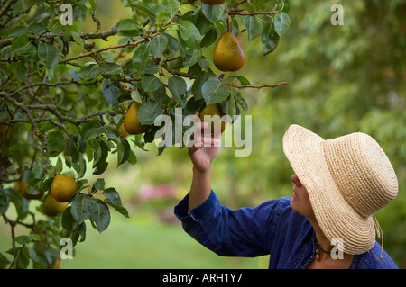 a woman picking fruit pears in a Dorset garden England UK MR Stock Photo