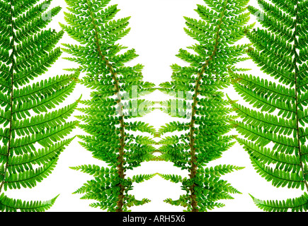 Fern fronds Stock Photo