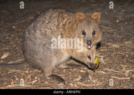 A Quokka eating at night Stock Photo