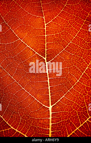 Leaf in detail Stock Photo