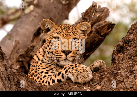 Leopard relax on the Red Thorn tree in Sabi Sand area Kruger National park South Africa Stock Photo