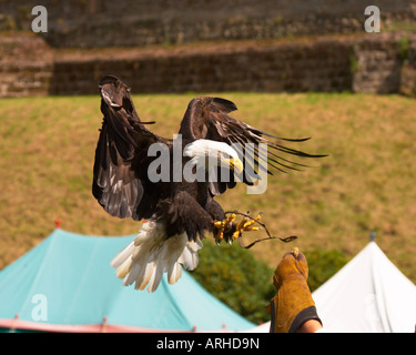 Bald eagle landing on a handlers glove at a display Stock Photo