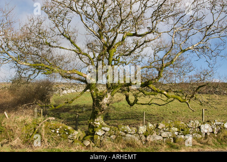 A moss covered windswept tree emerges from a dry stone wall Stock Photo