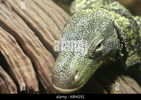 crocodile monitor lizard Stock Photo