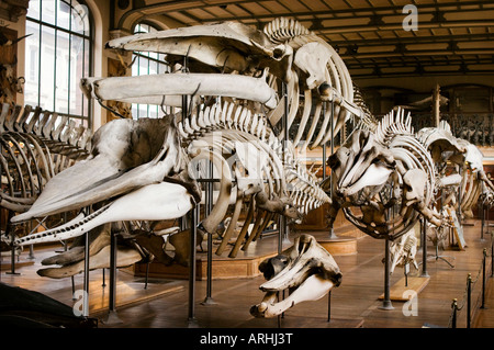 An exhibition of bones and skeletons in the Paleontology and Comparative Anatomy Gallery Natural History Museum Paris Stock Photo