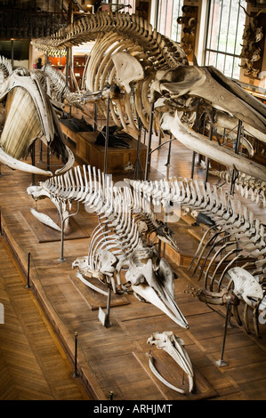 An exhibition of bones and skeletons in the Paleontology and Comparative Anatomy Gallery Natural History Museum Paris Stock Photo