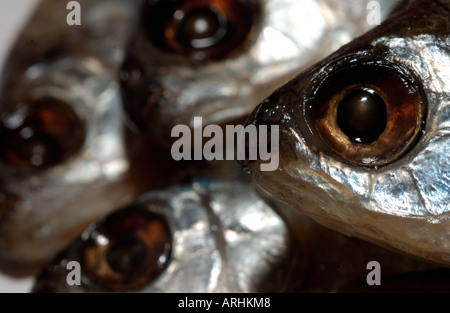 Fish scales close up stock hi-res stock photography and images - Alamy