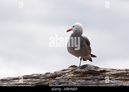 Seagull on log Stock Photo