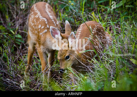 Baby fawns in grass Stock Photo