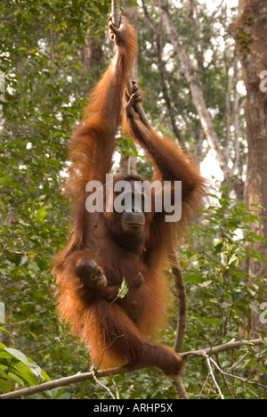 female orangutan Pongo pygmaeus with baby swinging in the forest in Borneo