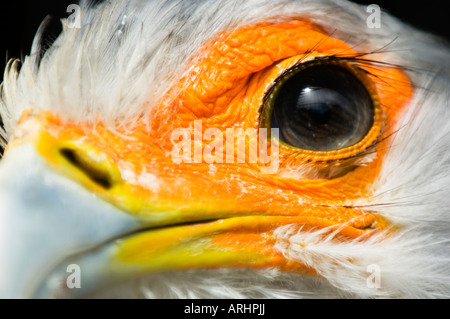 A close up of Secretary bird s face Stock Photo