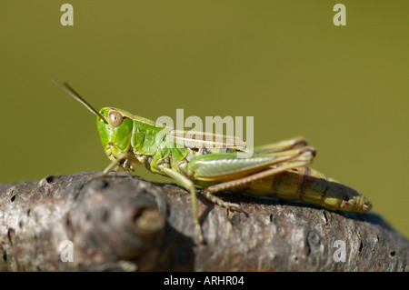 Newly emerged female Meadow Grasshopper Chorthippus parallelus Stock Photo