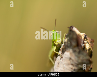 Newly emerged female Meadow Grasshopper Chorthippus parallelus Stock Photo