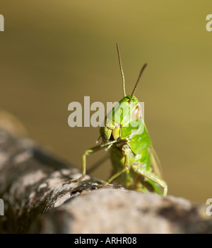 Newly emerged female Meadow Grasshopper Chorthippus parallelus Stock Photo