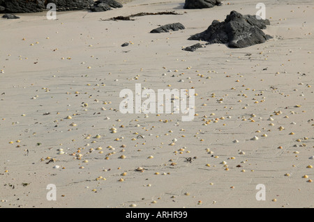 Isle of Mull limpet shells on Freya shell sand beach near Croig Stock Photo