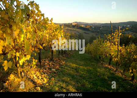 Autumnal vineyards in Tuscany, distant castle of Lippianno, Umbria blue sky