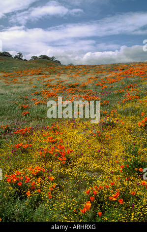 Orange hillside covered in CALIFORNIA POPPY PLANTS Eschscholzia californica CENTRAL CALIFORNIA Stock Photo