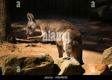Kangaroo Eating Taronga Zoo Sydney New South Wales Australia Stock Photo