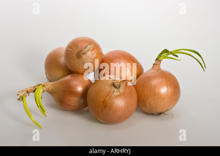 Close up of the whole sprouted Onions Allium Cepa L pictures images photos photograph large high resolution horizontal in USA US hi-res Stock Photo