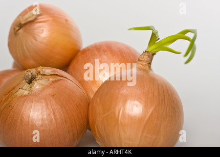 Close up of the whole sprouted Onions Allium Cepa L pictures images photos photograph large high resolution horizontal in USA US hi-res Stock Photo