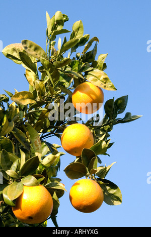 Oranges growing on a tree, Valencia, Spain Stock Photo