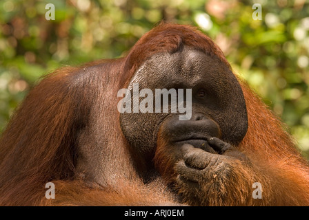 male orangutan Pongo pygmaeus looking thoughtful in the rain forest in Indonesia, Borneo Stock Photo