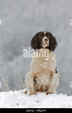 Springer Spaniel in Snow Stock Photo
