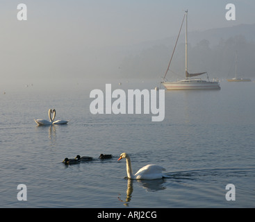 Wildfowl on Lake Windermere, with two swans making the shape of a heart. Lake District National Park, Cumbria, England UK Stock Photo
