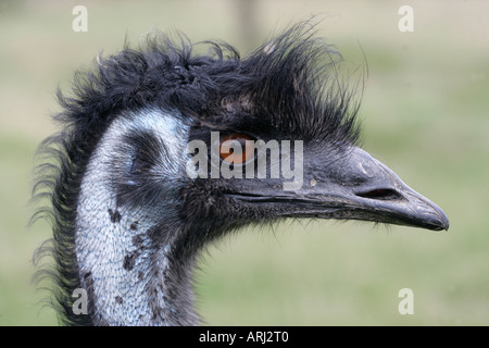 EMU Dromaius novaehollandiae Stock Photo