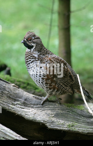 HAZEL GROUSE Bonasa bonasia Male Germany Stock Photo