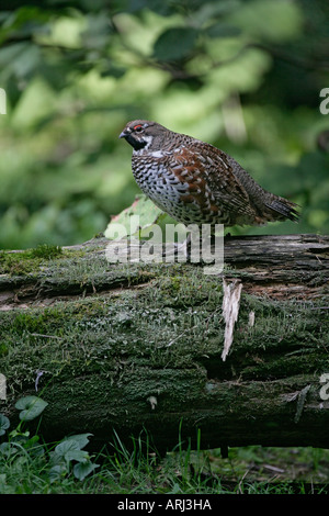 HAZEL GROUSE Bonasa bonasia Male Germany Stock Photo