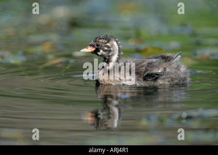 LITTLE GREBE Tachybaptus ruficollis Young Derbyshire UK Stock Photo