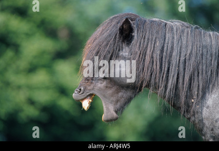 Islandic horse, Iceland pony (Equus przewalskii f. caballus), stallion, yawning Stock Photo