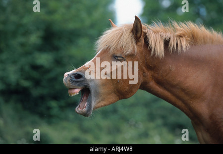 Islandic horse, Iceland pony (Equus przewalskii f. caballus), mare yawning Stock Photo
