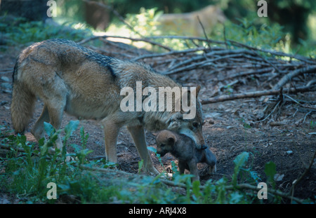 Germany, Bavaria, Gray wolf is carrying her pup Stock Photo - Alamy