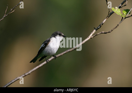 PIED FLYCATCHER Ficedula hypoleuca Male Wales Stock Photo