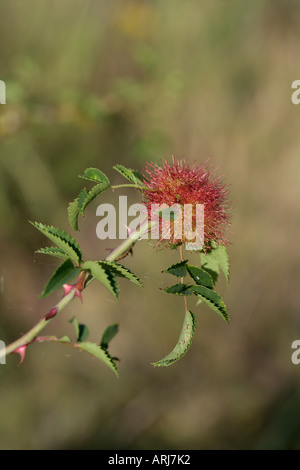 ROBINS PINCUSHION Made by gallwasp Diplolepis rosae Stock Photo