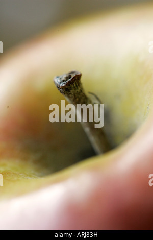 A macro photograph of an apple stem. Stock Photo